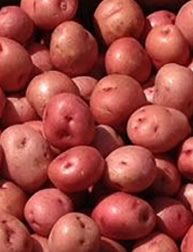 Florida Potato Program - red potatoes