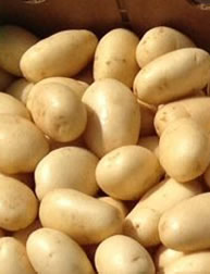 Florida Potato Program - white potatoes